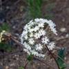 Sand verbena plant with white flowers