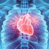 illustration of human heart inside rib cage