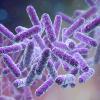 illustration of bacteria cells in purple