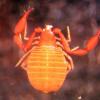 a reddish-orange Larca boulderica pseudoscorpion