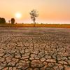 cracked dry earth and setting sun with bare tree on horizon