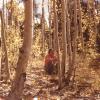 Carmel Lewis Haskaya in aspen grove