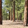 ponderosa pine forest