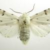 white miller moth