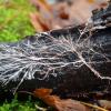 branching white mycelium fungus growing on a log