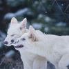 dire wolves in the snow