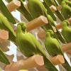 green ceramic birds on wall in art installation