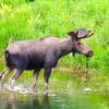 bull moose standing in shallow water