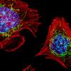 Cells with nuclei in blue, energy factories in green and the actin cytoskeleton in red
