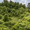 Kudzu taking over a landscape