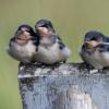Flickr photo of some barn swallows