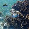 Puerto Morelos reef