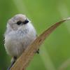 American Bushtit at Carpinteria salt marsh