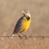 The Chihuahuan Meadowlark