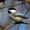 Carolina Chickadee