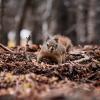 A red female squirrel