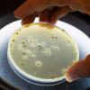Petri Dish