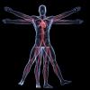 How old are your arteries?