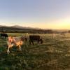 Stock photograph of some farmland