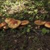a strand of mushrooms showing the variability in the field Amanita muscaria young & old shows more variability
