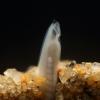 An amphioxus in the Daniel Medeiros lab is seen with most of its body burrowed into sand and its mouth exposed, as it waits for food to drift by. Photo by David Jandzik.