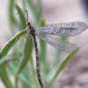 Ant Lion
