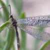 Antlion adult