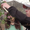 Apple trees