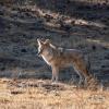 Coyote