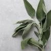 sage 