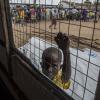 refugee camp in Uganda