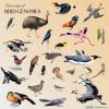 bird collage