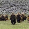 Bison