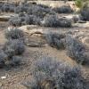 Blackbrush