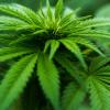 A stock photo of a cannabis plant.