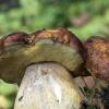 big shroom