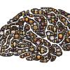 Brain