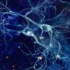 brain neurons