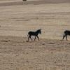 Two adult males and a juvenile burro in the Sinbad Herd on the San Rafael Swell 