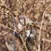 Bushtits