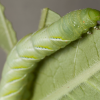 Caterpillar