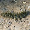 Caterpillar