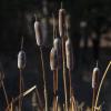 cattails