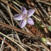 Claytonia rosea