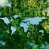 Looking down at a forest that has a cut out in the shape of the continents