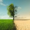 Illustration of tree half thriving and half dead