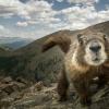 Marmot in Colorado Rocky Mountains