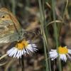 Common ringlet spots