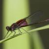 damselfly