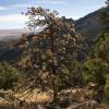 dead tree